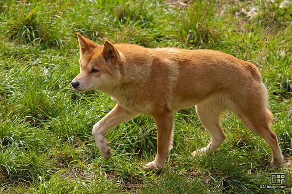 Австралийские динго являются промежуточным звеном между волками и собаками