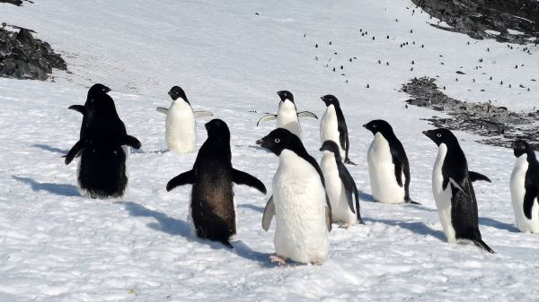 Самое удаленное почтовое отделение в мире набирает сотрудников для подсчета пингвинов