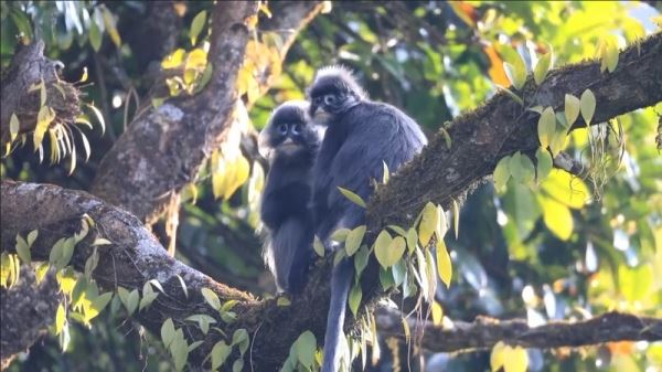 В провинции Юньнань растёт популяция редких обезьян