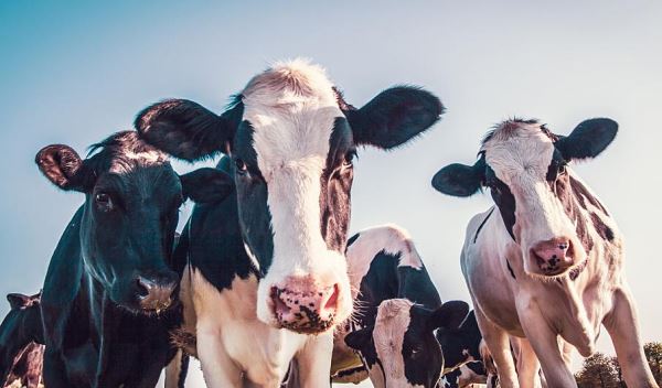 В Великобритании разработали специальные маски для коров, нейтрализующие выбросы от отрыжки